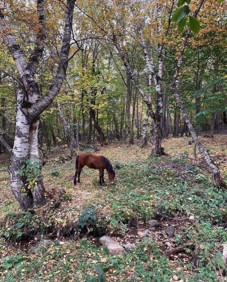 Vila Glamping Wolf Mount Margahovit Exteriér fotografie